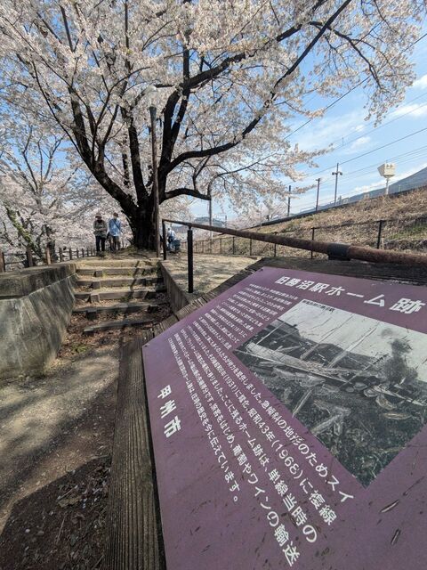 勝沼甚六桜