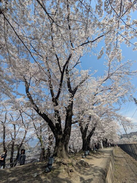 勝沼甚六桜