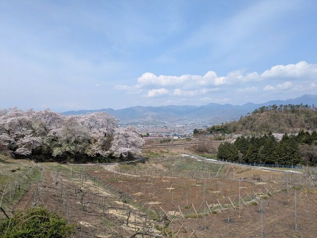 勝沼甚六桜