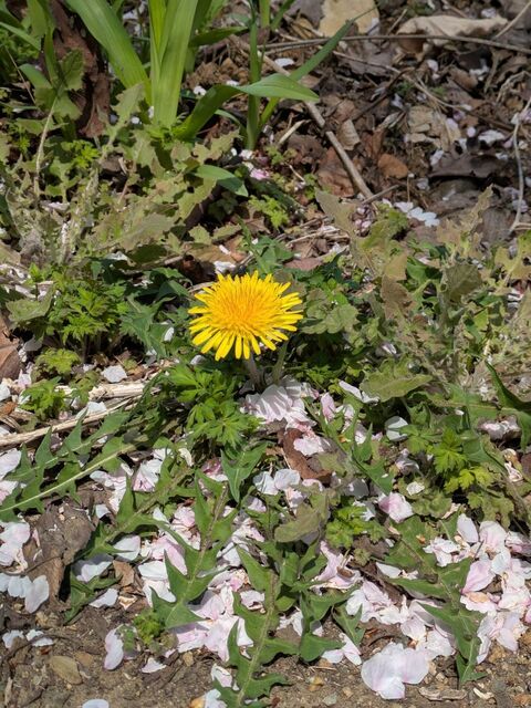 勝沼甚六桜