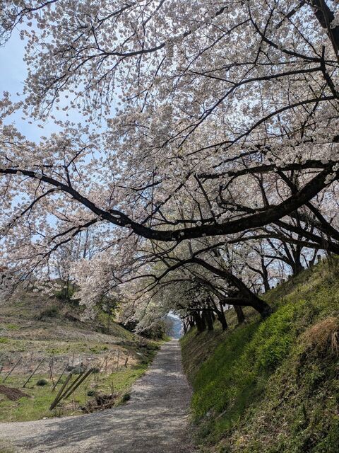 勝沼甚六桜