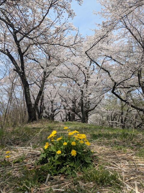 勝沼甚六桜